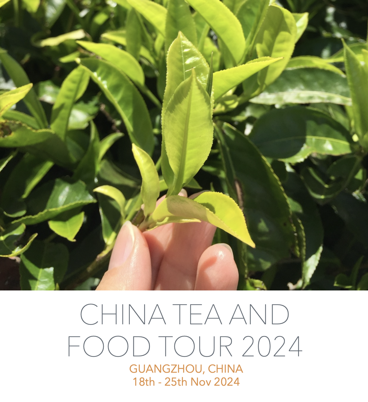 CHINA TEA AND FOOD TOUR 2024 (GUANGZHOU, 18TH - 25TH NOV 2024) - MS ...